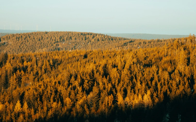 a green field full of tall, leaf covered trees