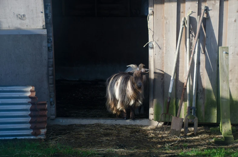 a horse that is in the barn looking at soing