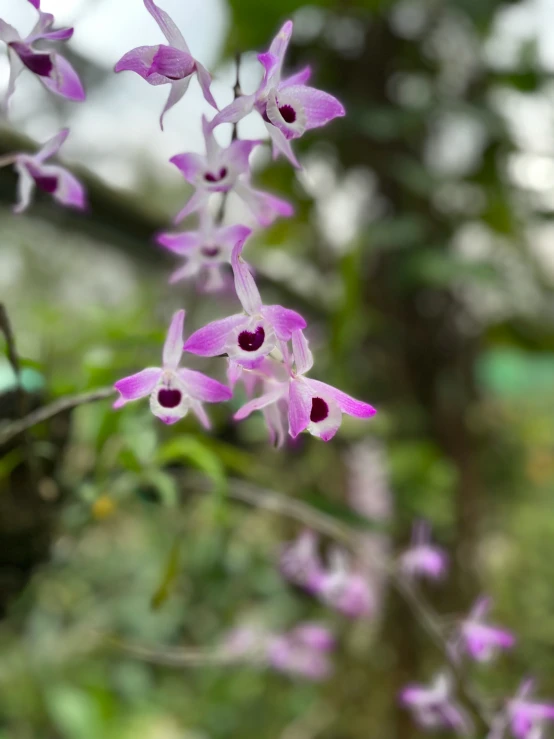 a purple flower hanging from a nch with green leaves