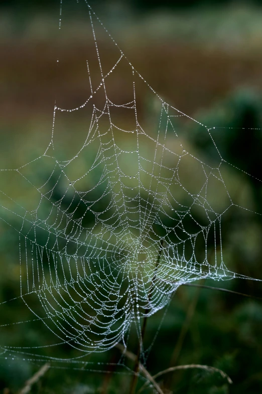 the spider web has white dew droplets in it