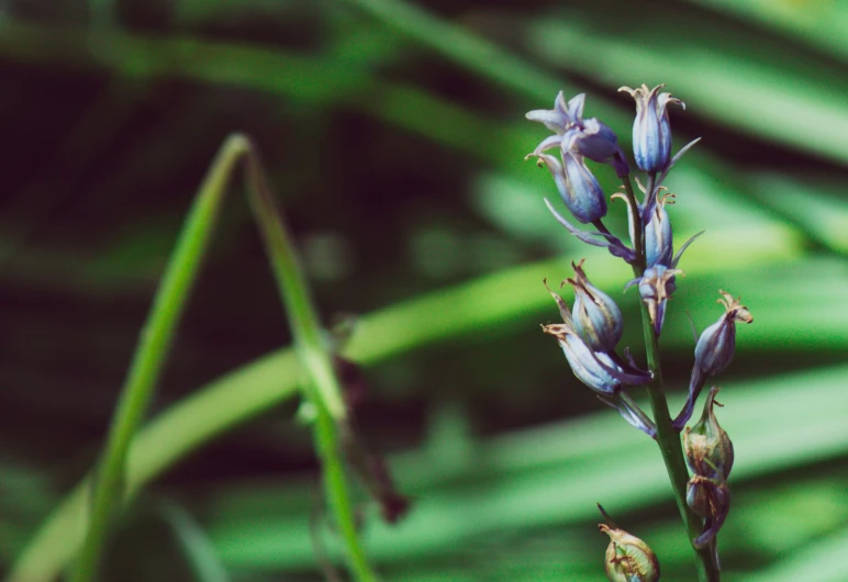 a close up of purple flowers near many green leaves