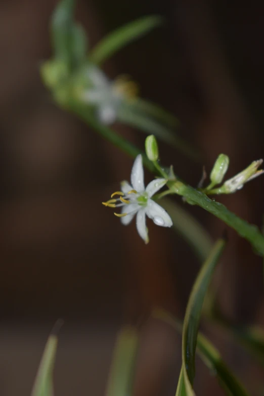 some small white flowers on a nch