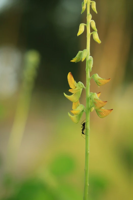 the flower and small bug are close together