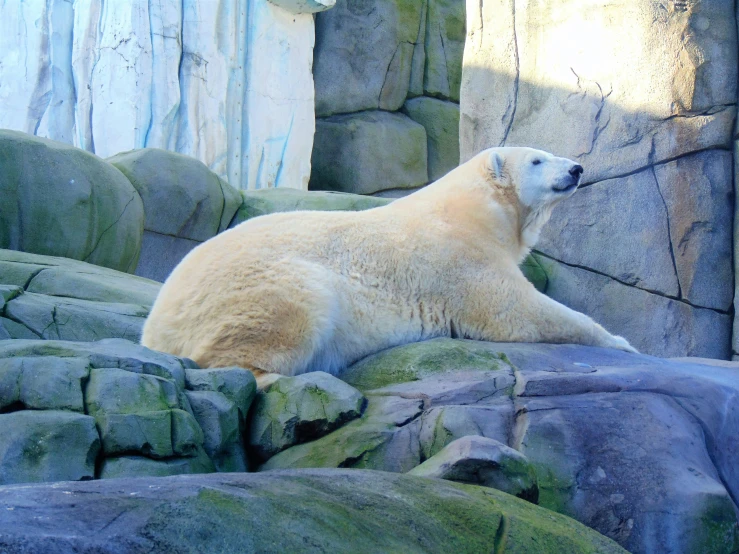 a polar bear laying down in an enclosure