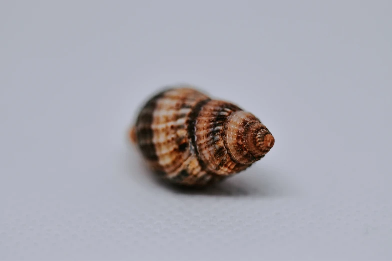 a shell is sitting on the floor