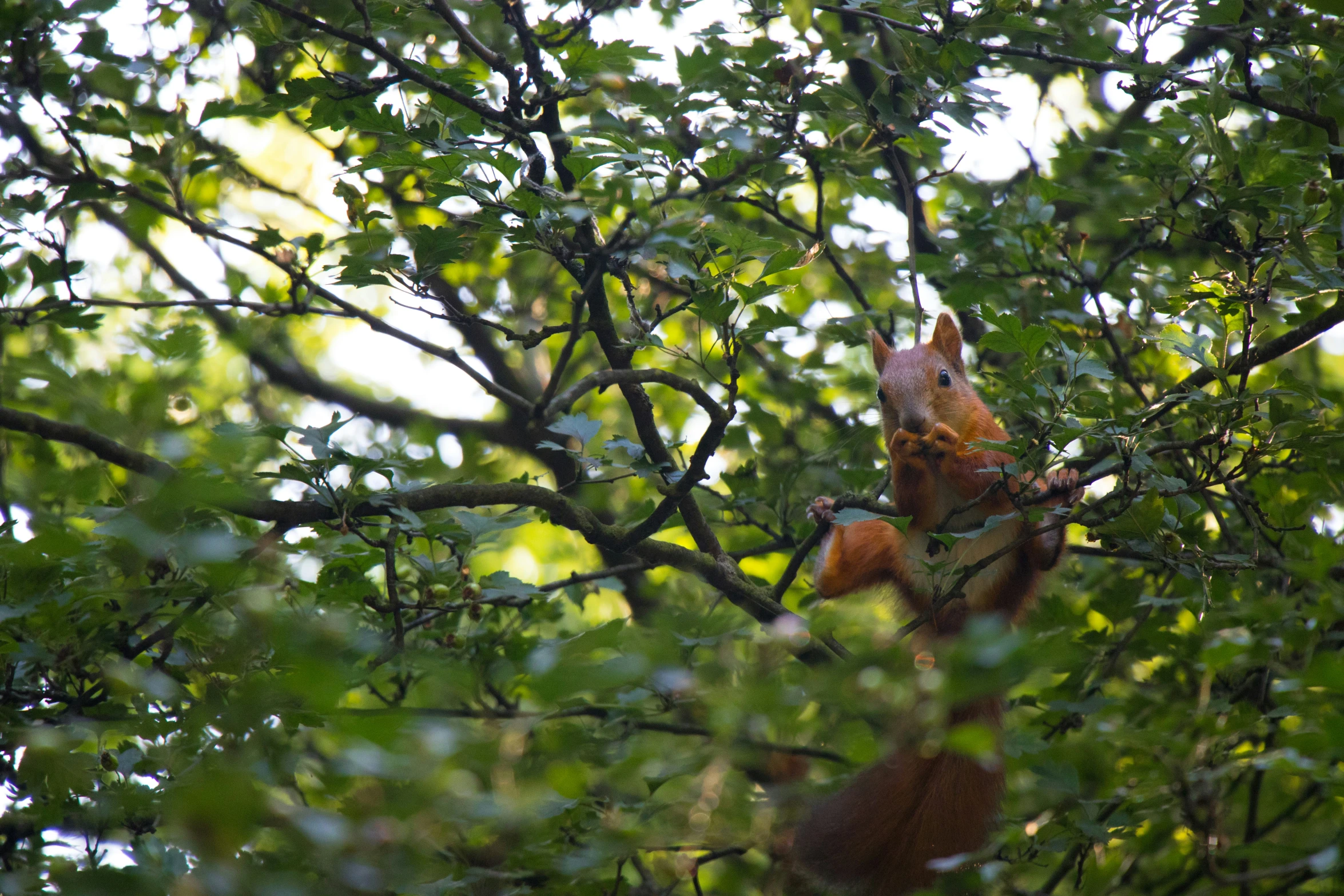 a squirrel sitting in a tree on the nch
