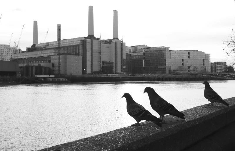 three birds sit on a wall with buildings in the background