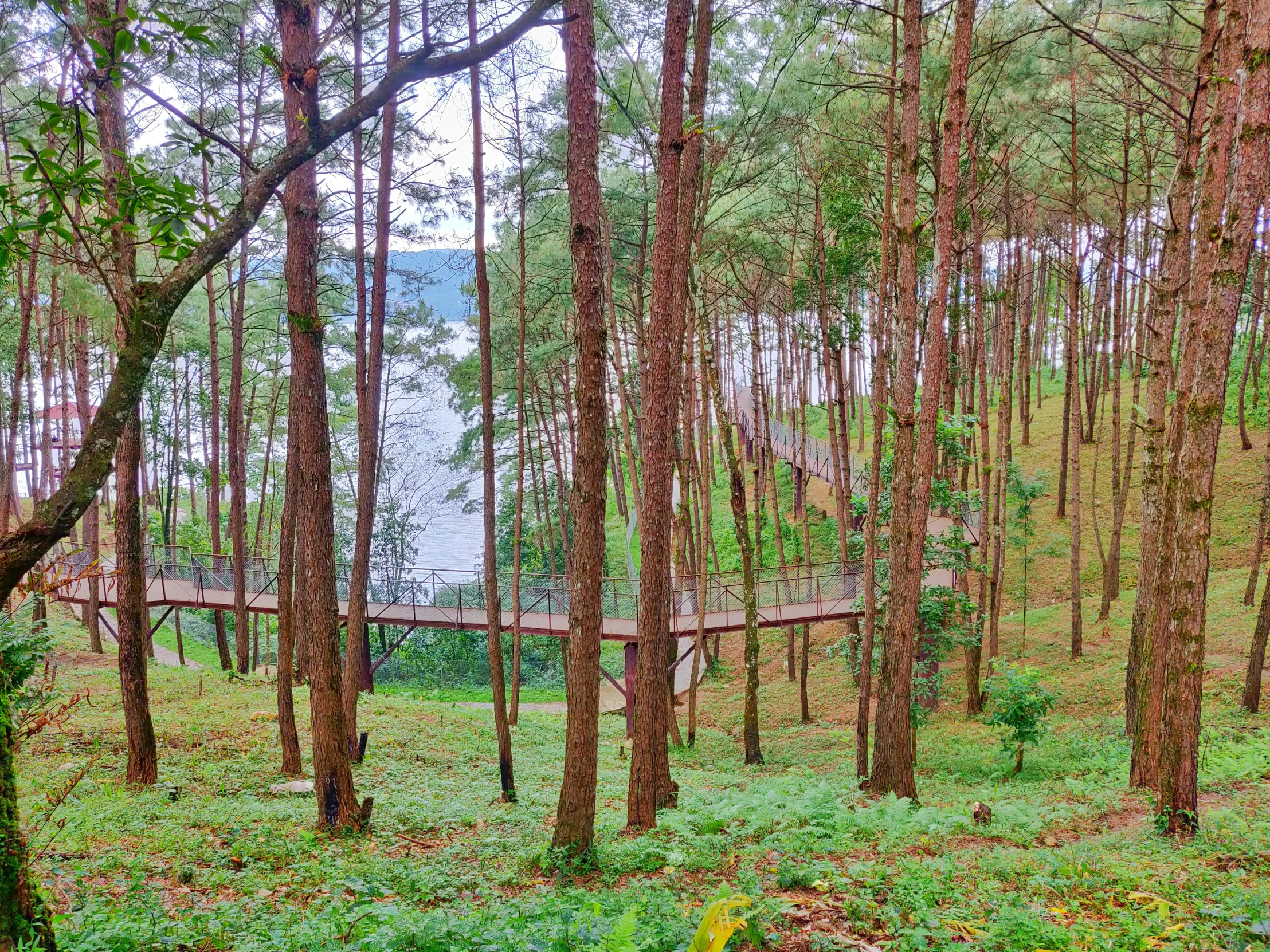 a green patch with water in the distance and lots of trees