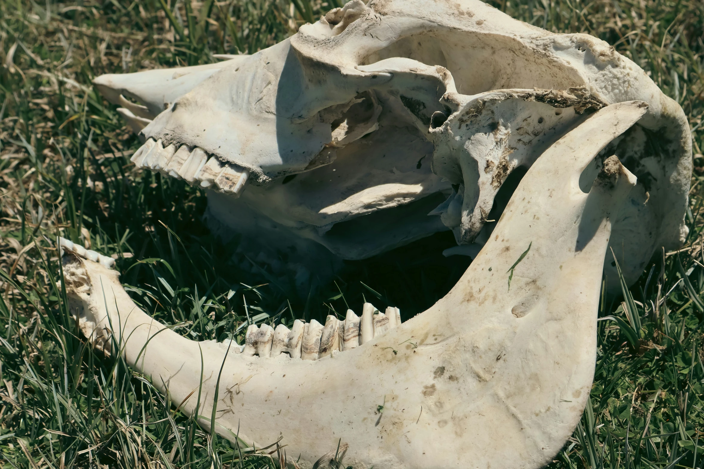 an animal skull on the ground in grass