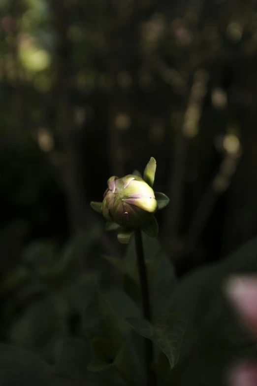 a pink flower that has some green leaves