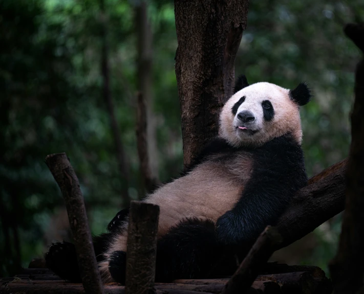 a panda bear sits next to trees and logs
