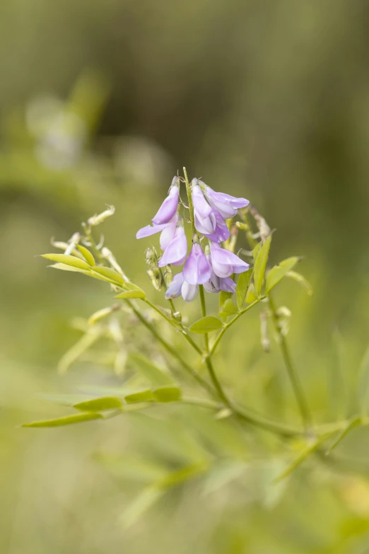 a plant with purple flowers is in the grass