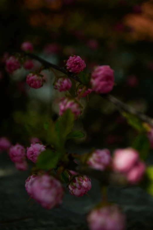 some very pretty pink flowers on a tree nch