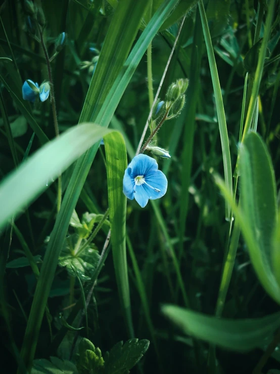 small blue flower with green leaves on top of it