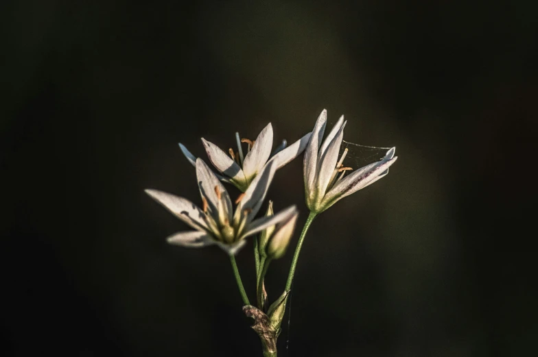 a flower blossoming in the sunlight and on top of it