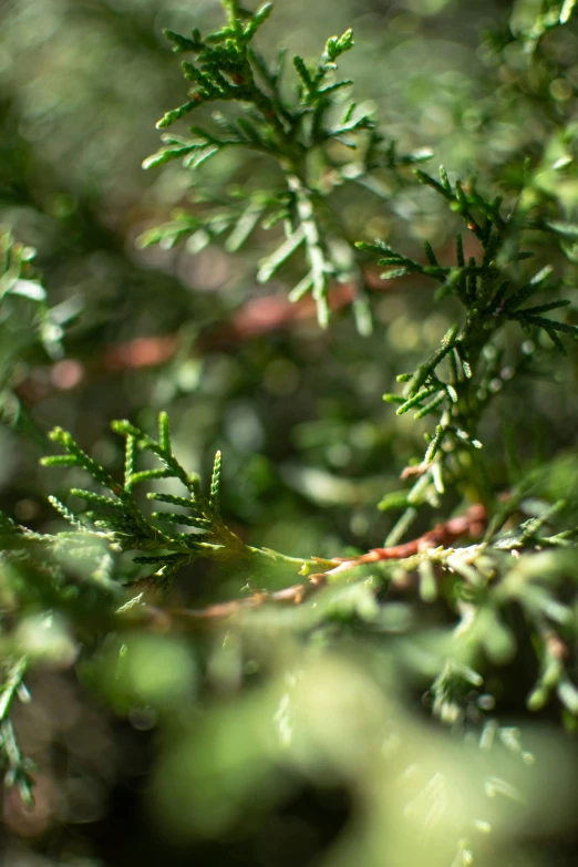 the leaves on a tree with a blurry background