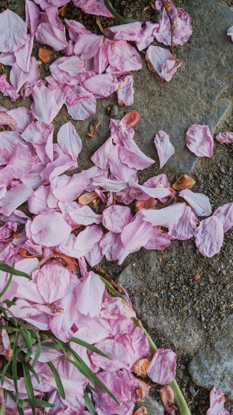 pink petals lay on the ground and a flower is growing on the ground