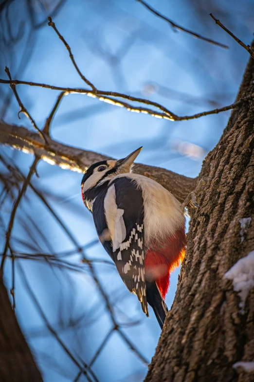 a colorful bird is perched on a tree