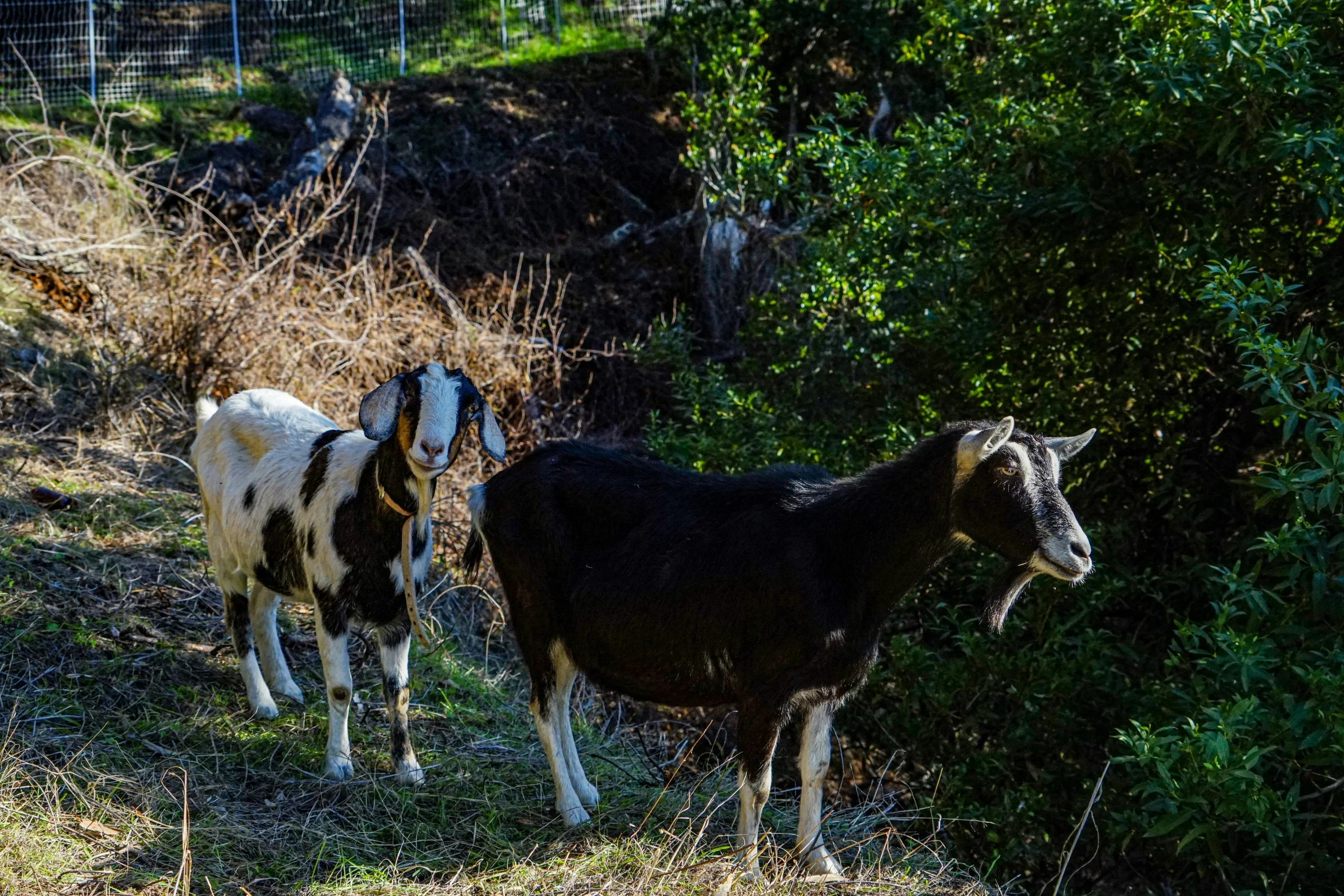 a brown and white goat next to a black goat and bushes