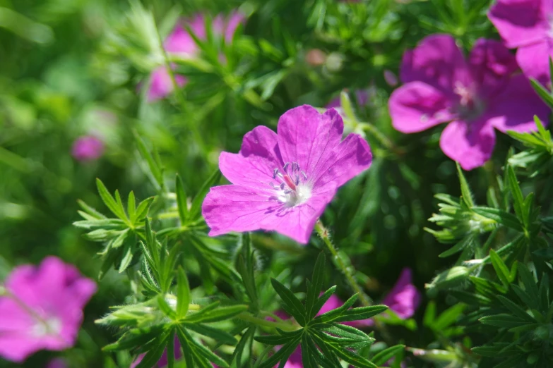 a small pink flower grows near a group of other flowers