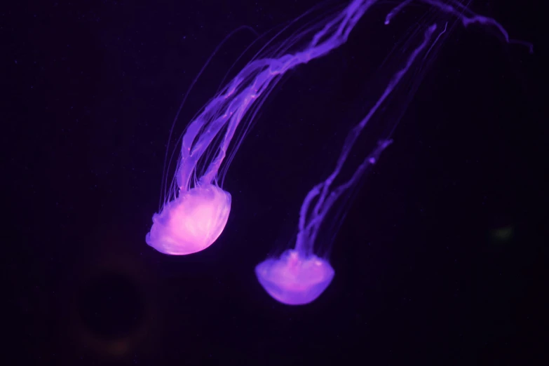 two jellyfish in an aquarium swimming together