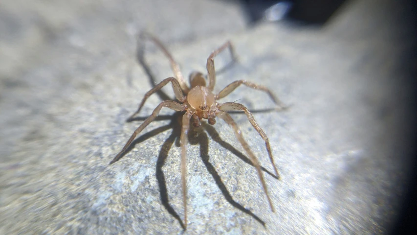 a spider sits on top of another in a room