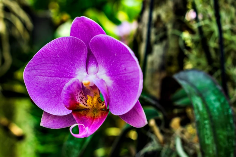 a very pretty pink flower with leaves around it