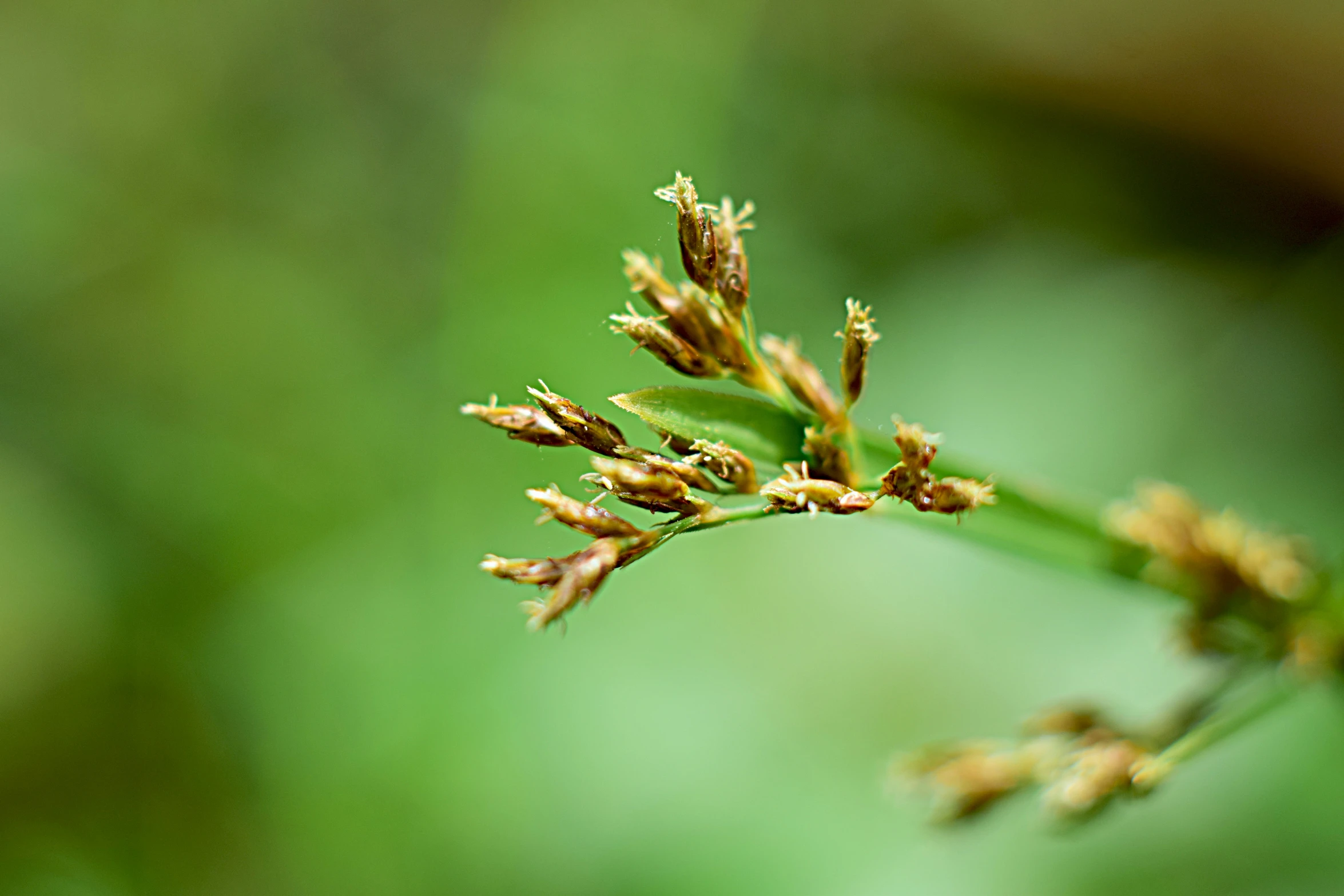 a flower bud emerging from a stem of some sort