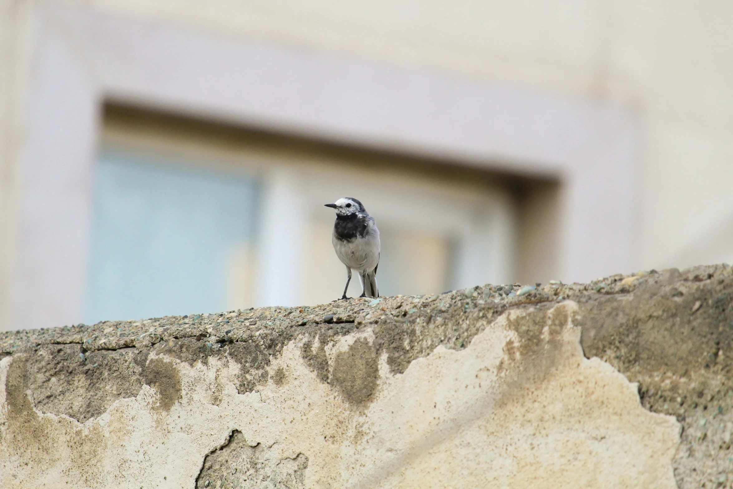 a small gray and white bird sitting on top of a stone wall