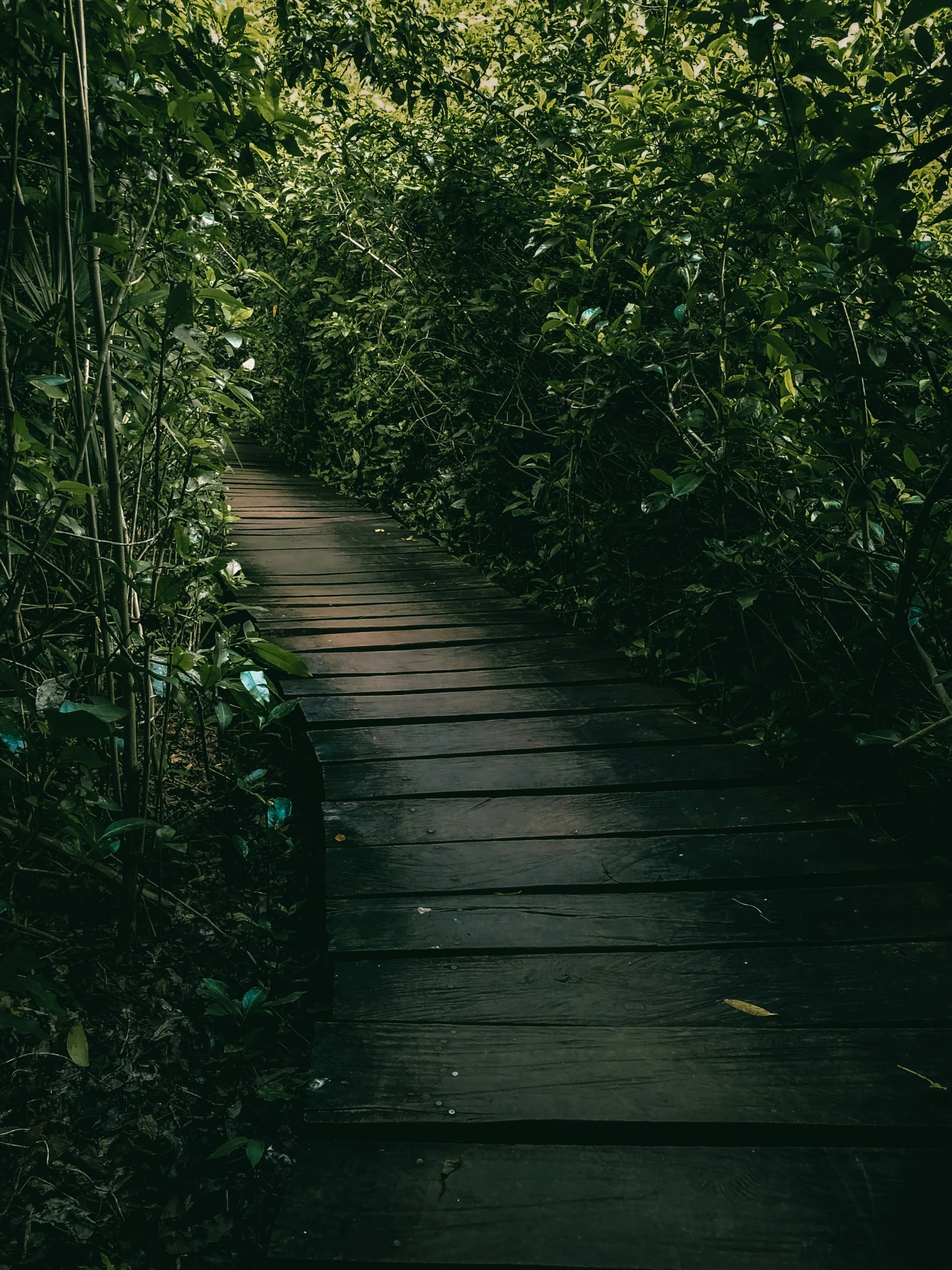 there is a pathway that goes through the forest