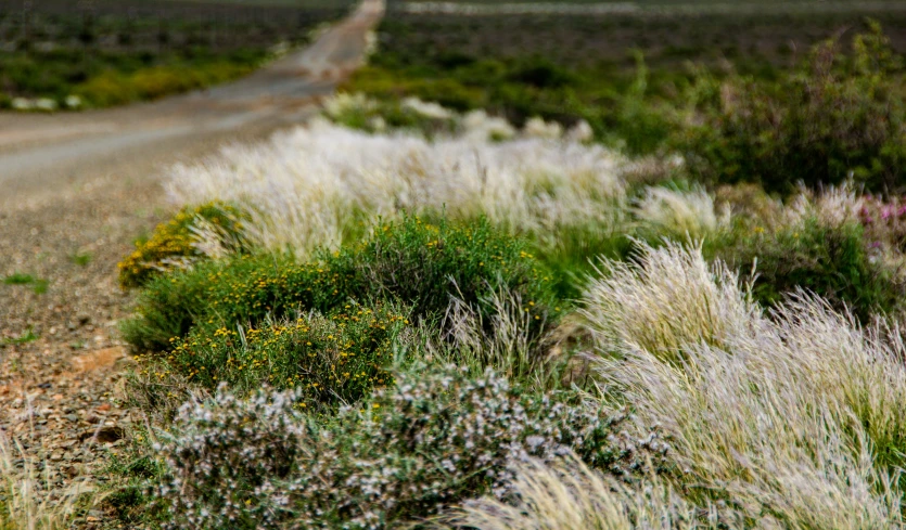 there is only one stop sign in this field