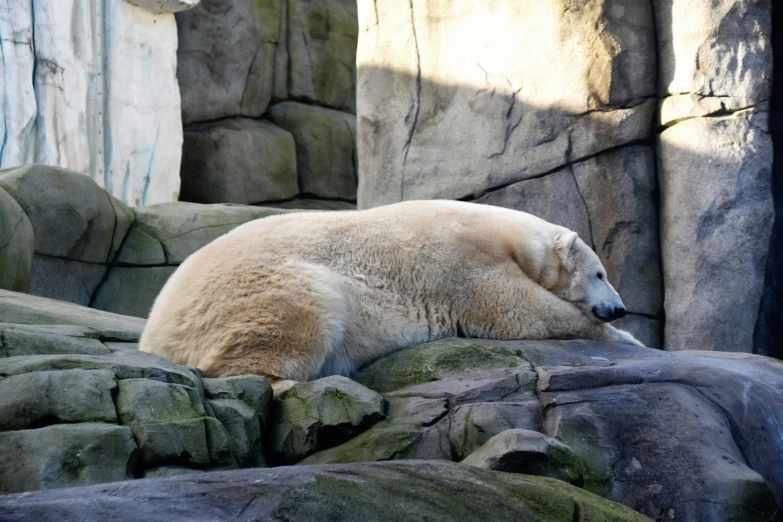 there is a large polar bear laying on rocks