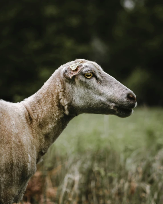 an older goat with spots on it's head looking over its shoulder