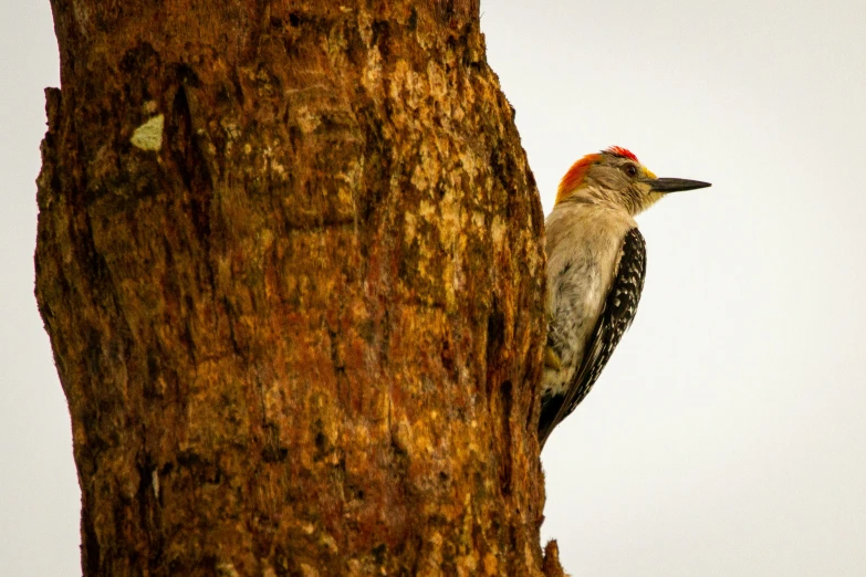 the bird sits on the side of the tree