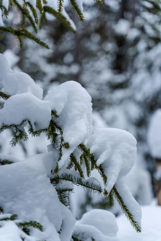 a pine tree covered in snow and some nches