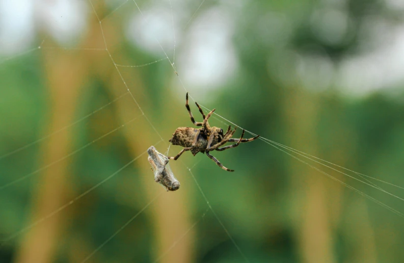 a spider with an insect crawling on it's web