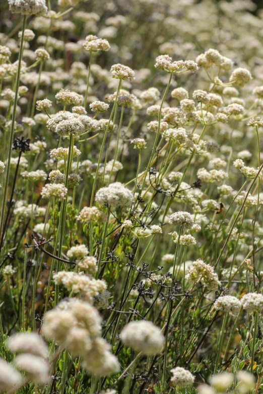 a field full of white flowers growing on top of grass