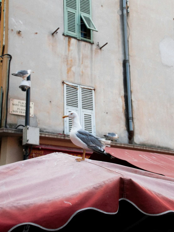 there is a seagull that is standing on a roof