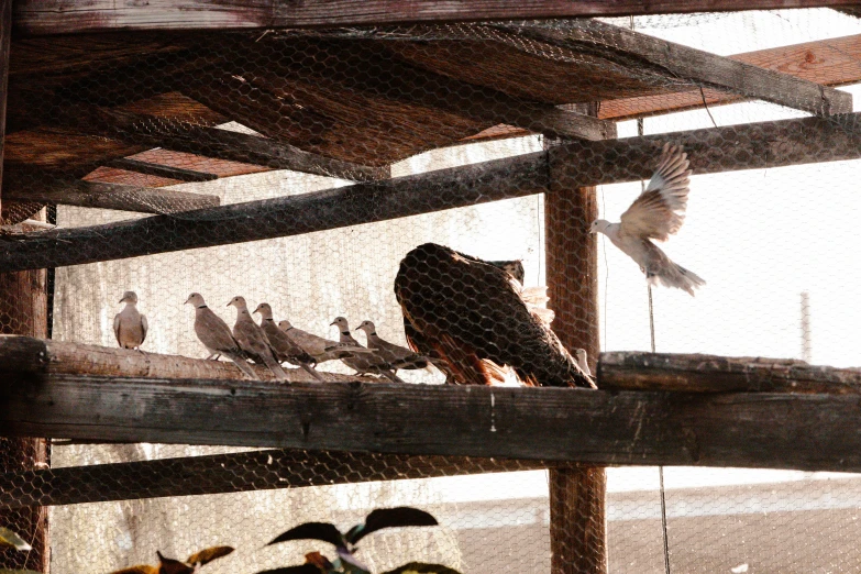 some birds sitting on a cage and one is watching the other