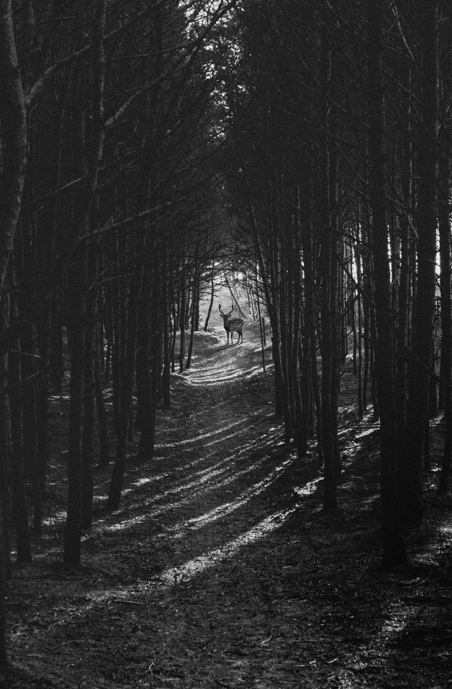 a trail lined with tall trees next to each other