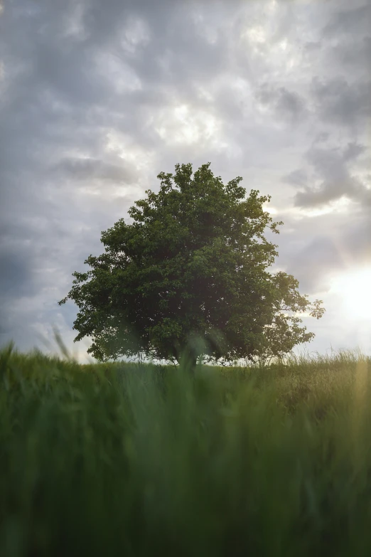 an empty tree on top of a grass field