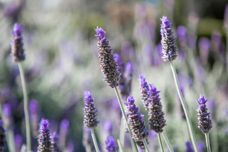 close up s of lavender flowers in the sun