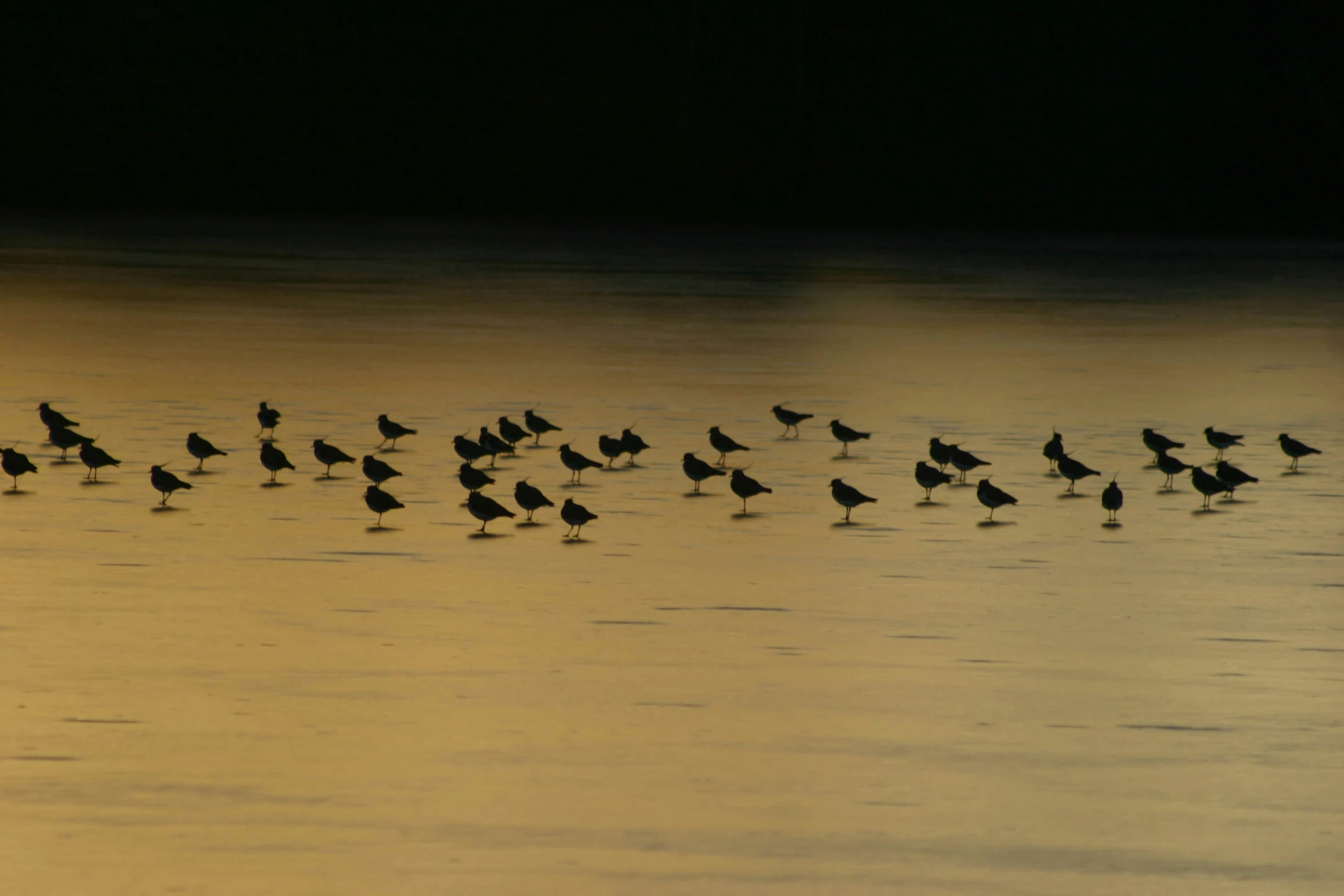 the birds are walking in the water at sunset