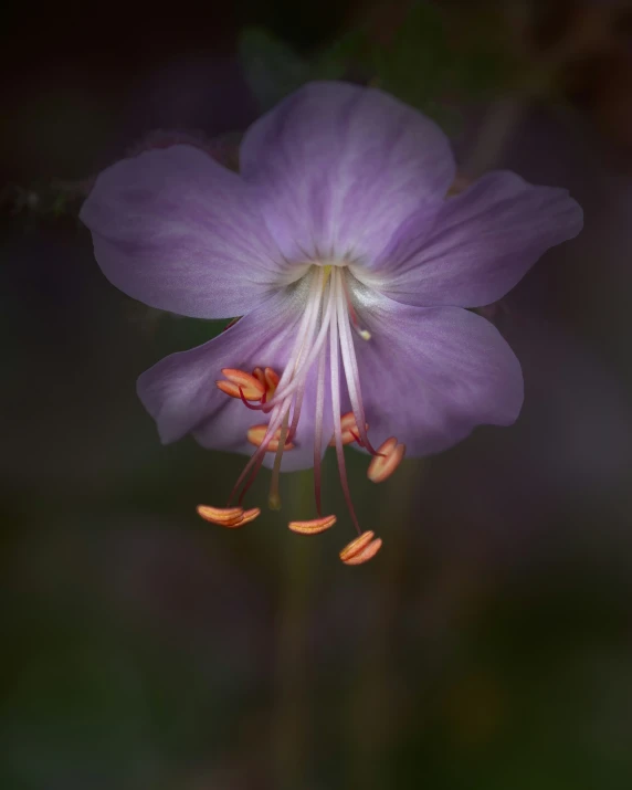 a purple flower that is blooming in the dark