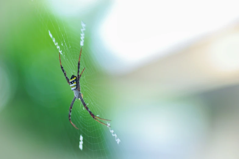 the spider is looking down at its web