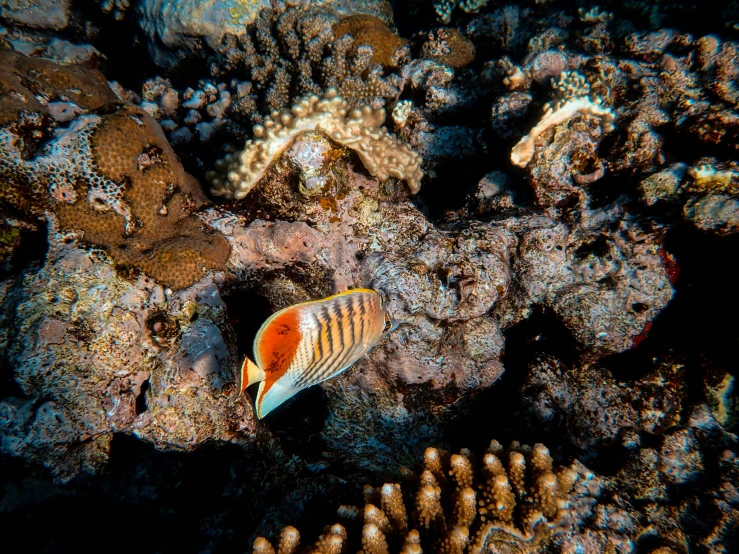 an orange and white fish sitting on a coral in the ocean