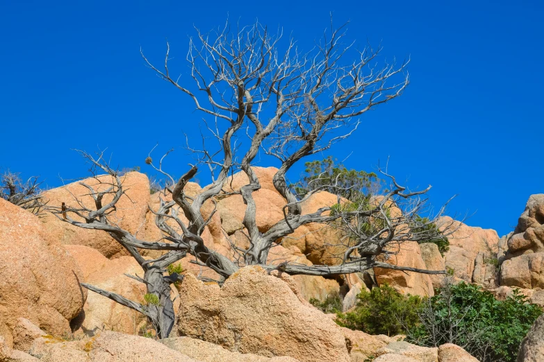 bare trees and other bushes in front of some rocks