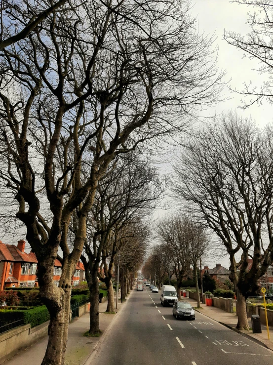 cars driving down an empty street lined with trees