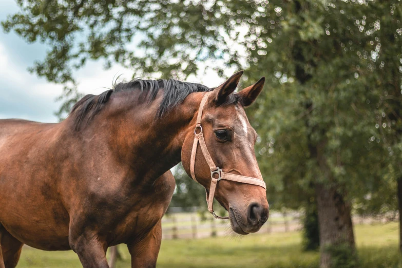 brown horse in a field with trees