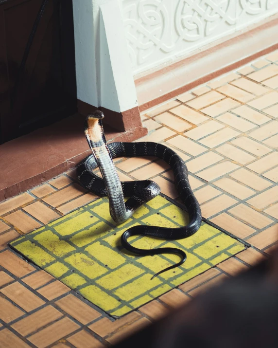 a black snake on a yellow towel near a doorway